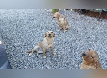 Labrador Welpen foxred, aus der Arbeitslinie