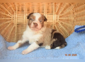 Traumhafte Mini Aussie Welpen, aus seriös. Zucht!