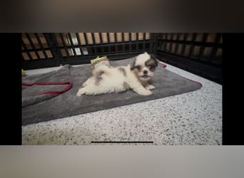 Maltipoo - Welpen - Rüden und Hündin