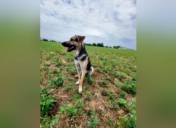Lieber mittelgroßer Sam sucht ein ruhiges Zuhause