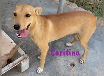 Caritina 02/2024 (ESP) - bezaubernde Podenco-Mix Junghündin!