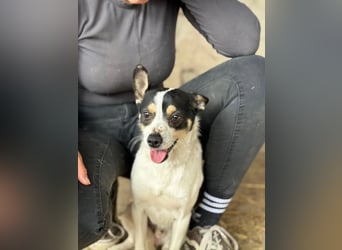 Foltos LM – kleiner Hund mit großem Herzen