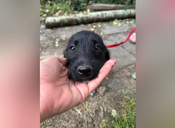 Aliz, geboren 16.03.2025, 22cm sucht ihre Menschen