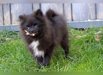 Zwergspitz Pomeranian Welpen Bärchengesichter mit Ahnentafel