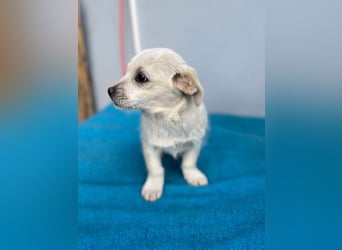 Lili LM – neugieriges Hunde-Mädchen sucht liebevolles Zuhause mit Herz und Verstand