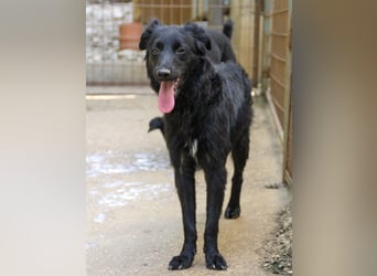 Schnuckelige DAYA hat das Potential zum Herzenshund