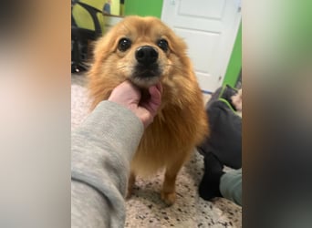 Charlie SR - Süßer Schatz sucht liebevolles Zuhause!