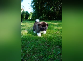 Amerikanische Akita