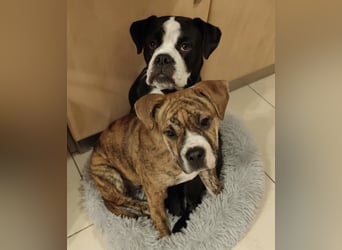 Continental Bulldog Hündin