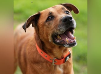 Markus (Spanien) - sucht dringend liebevolles Zuhause