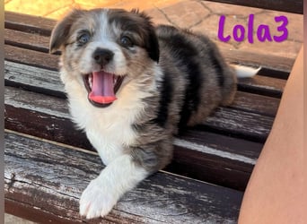 Lola3 geb. 05/2025 (ESP) - clevere Border-Collie-Mix Welpin!