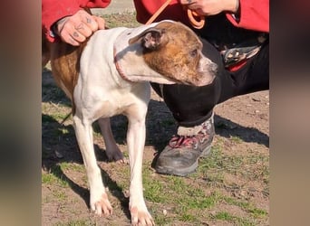 DAPHNE, süßer Boxer-Mix, sucht ihr Zuhause