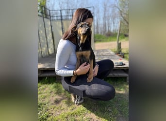 Dobby LM – kleiner Wirbelwind sucht seine Familie