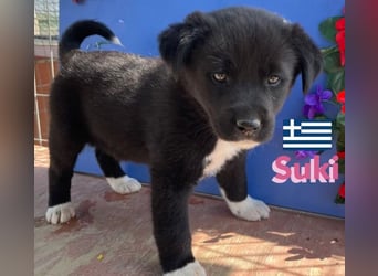 Suki,geb.02/25,hübsches Hundemädchen sucht ihre Familie