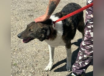 SOS Gnadenplatz gesucht