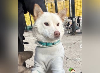 freundliche weiße kleinere Hundedame geb.22, 15,3 kg möchte Deine Begleiterin werden