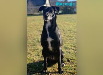 Macondo 04/2020 (in Deutschland) - treuer und liebevoller Labrador-Mix!