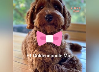 Traumhafte echte Mini und Toy Goldendoodles aus der 1. Zucht Deutschlands!