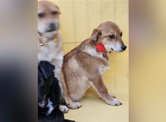 Walburga, !!! SOS !!!!  PS Oberkochen liebevolle, kleine Hündin sucht Ihr Körbchen