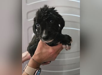 Reacher - tapferer Hundejunge
