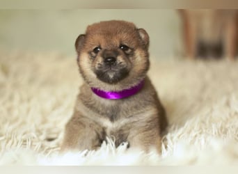 Schöne rote Shiba inu Welpen MEI, MIKA, MASARU mit FCI dokumenten