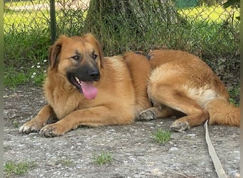 Gimbo - Mit Schwung ins Leben