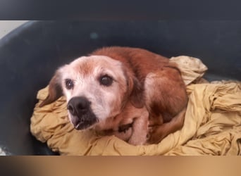 SOS Opi sitzt im öffentlichen Shelter