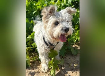 Jesús - flauschig, süß und frech