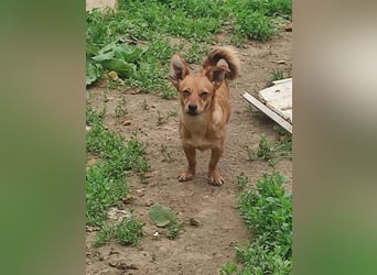 Greta und Helene, zwei süsse noch unerzogenen frechen Mäuse, nur im Doppelpack