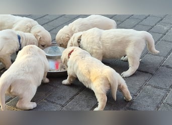 Kleine Golden Retriever Rüden suchen ab Oktober ein neues Zuhause