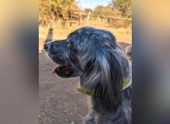 Nadine-liebe, verträgliche Setter-Mix-Hündin sucht ihre Familie