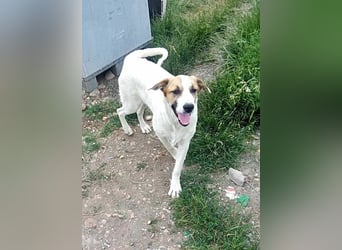 Ayla, Welpenmädchen möchte zu Dir kommen