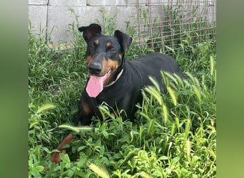 Fibi von kettenlos