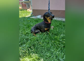 Bilbo, schüchterner und lieber Dackel, geb. 06/2024
