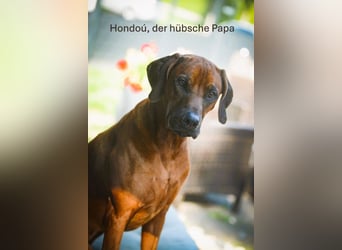 Rhodesian Ridgeback Welpen aus toller Verpaarung