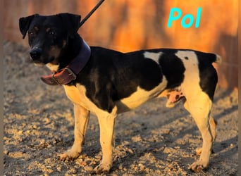 Pol 01/2023 (ESP) - warmherziger und charmanter, kleiner Bodeguero Mix!