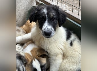 Floria, geb. ca. 01/2025, lebt in GRIECHENLAND, im städt. Tierheim Serres