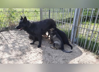 Altdeutsche Schäferhund Welpen