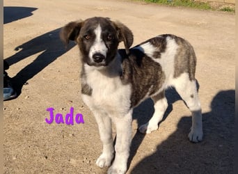 Jada geb. 01/2022 (ESP) - ausgeglichene und aufgeschlossene Schönheit!