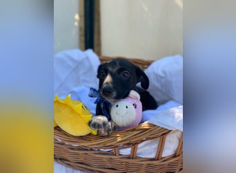 Alex LM - Zuhause gesucht – Neun kleine Hundekinder auf großer Mission