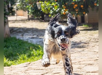 Jumel ist Liebenswürdigkeit in Hundegestalt