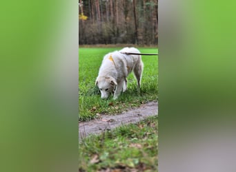 Alain: unkomplizierter Familienhund