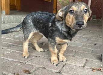 Lucy, geboren 10.12.2024, 31cm sucht ihre Menschen