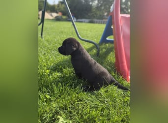 Labrador Welpen mit Ahnentafel