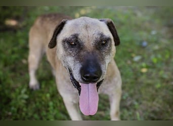 DARIJO - der liebe Kangal-Mix-Rüde sucht hundeerfahrene Menschen und träumt von einem eigenen Garten