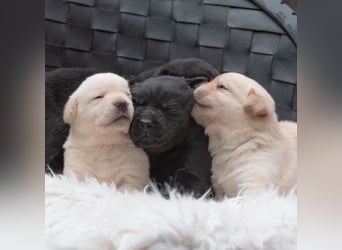 Wunderschöne Labrador Welpen sind noch frei!