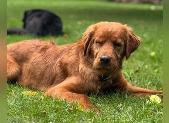 Chow-Chow-Retriever-Mix FELIX ❤️wartet in 53940 Hellenthal