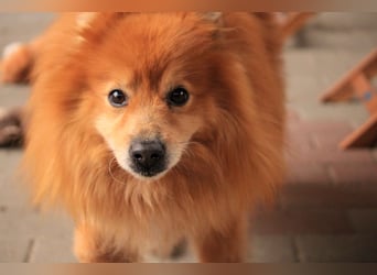Balu SR – Schatz sucht Ruhe