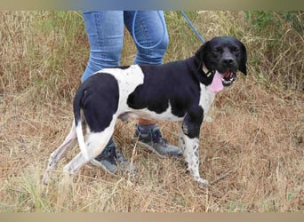 Douglas,  Pointer-Mix, lieb und sozial