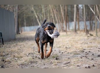 Martha, Rottweiler,geb. 2019, großes Rotti-Mädel sucht ihre Menschen